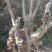 映山红35cm以上