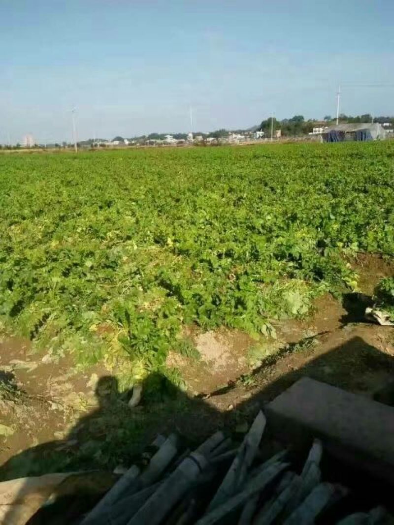 白萝卜1.5~2斤起