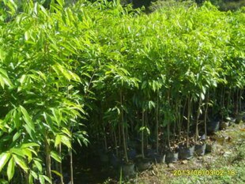 沉香树111~140cm