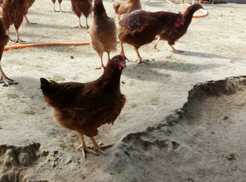 土鸡6~9月