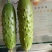 旱黄瓜18公分以下鲜花带刺