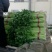 皇妃芹菜50cm以上
