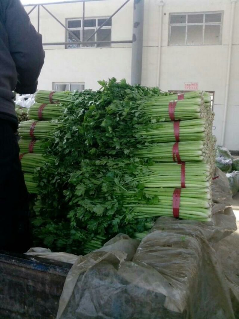 皇妃芹菜50cm以上
