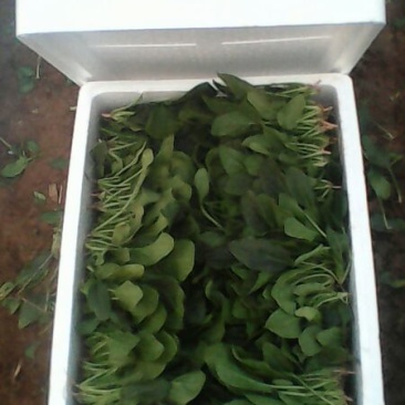 名门菠菜