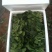 名门菠菜