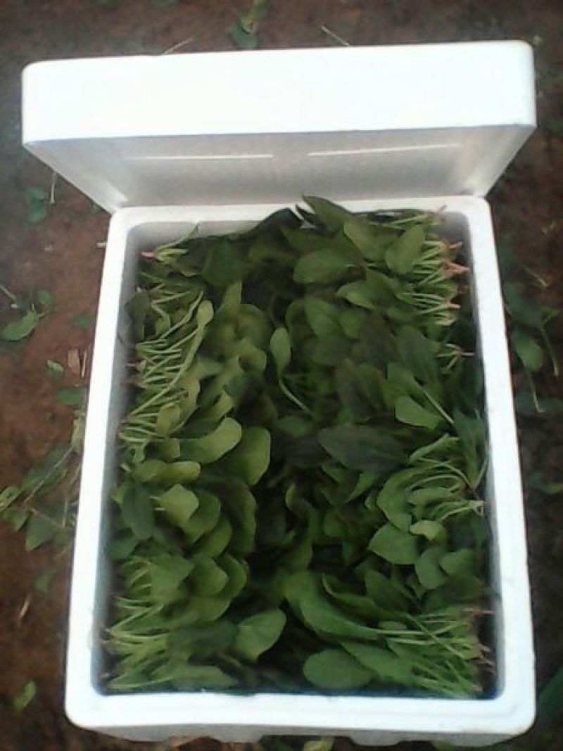 名门菠菜