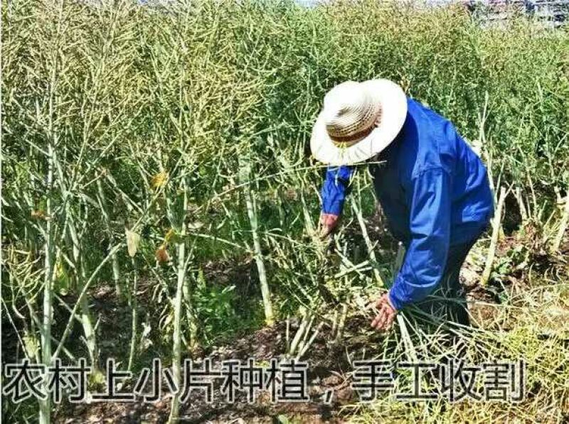 菜油