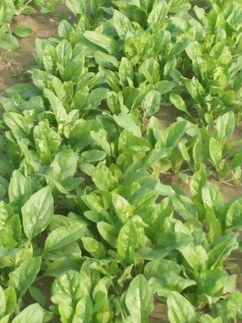 大叶菠菜15~20厘米