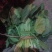 大叶菠菜20~25厘米