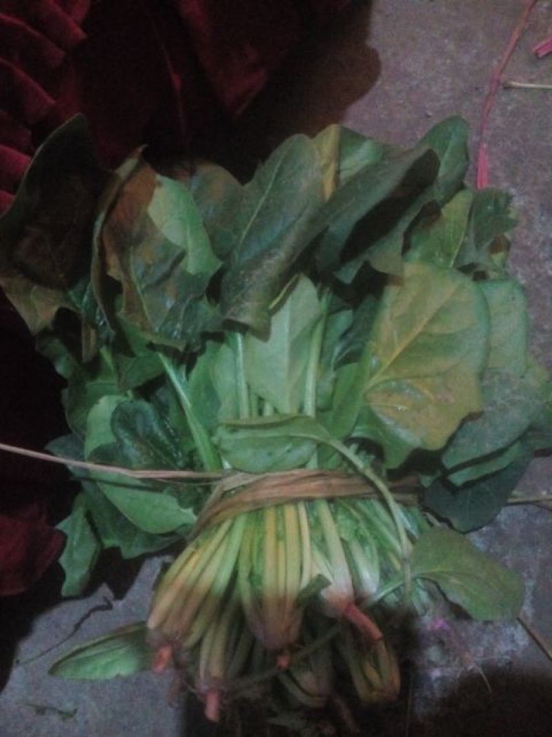大叶菠菜20~25厘米