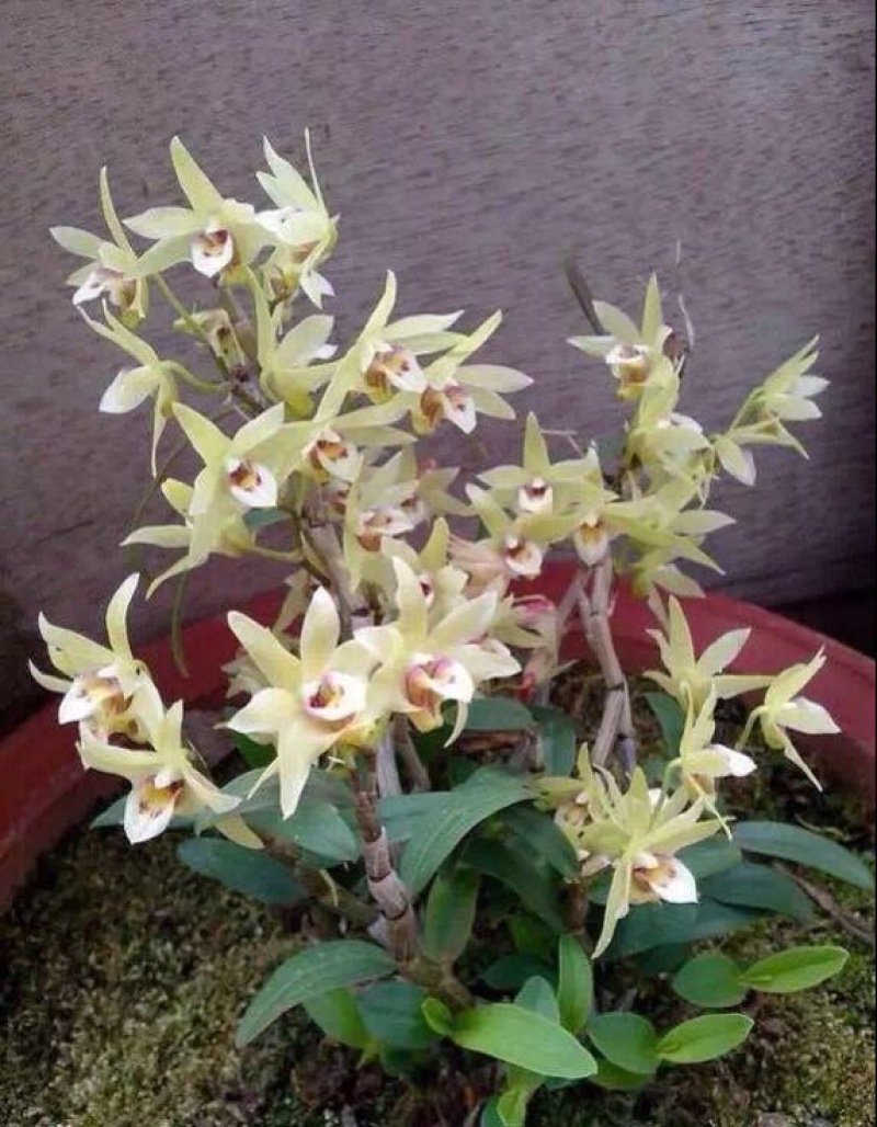 大花蕙兰