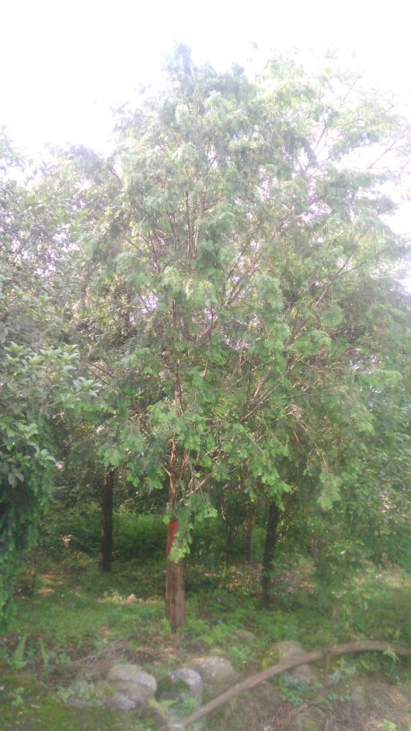 红豆杉树桩25~30cm