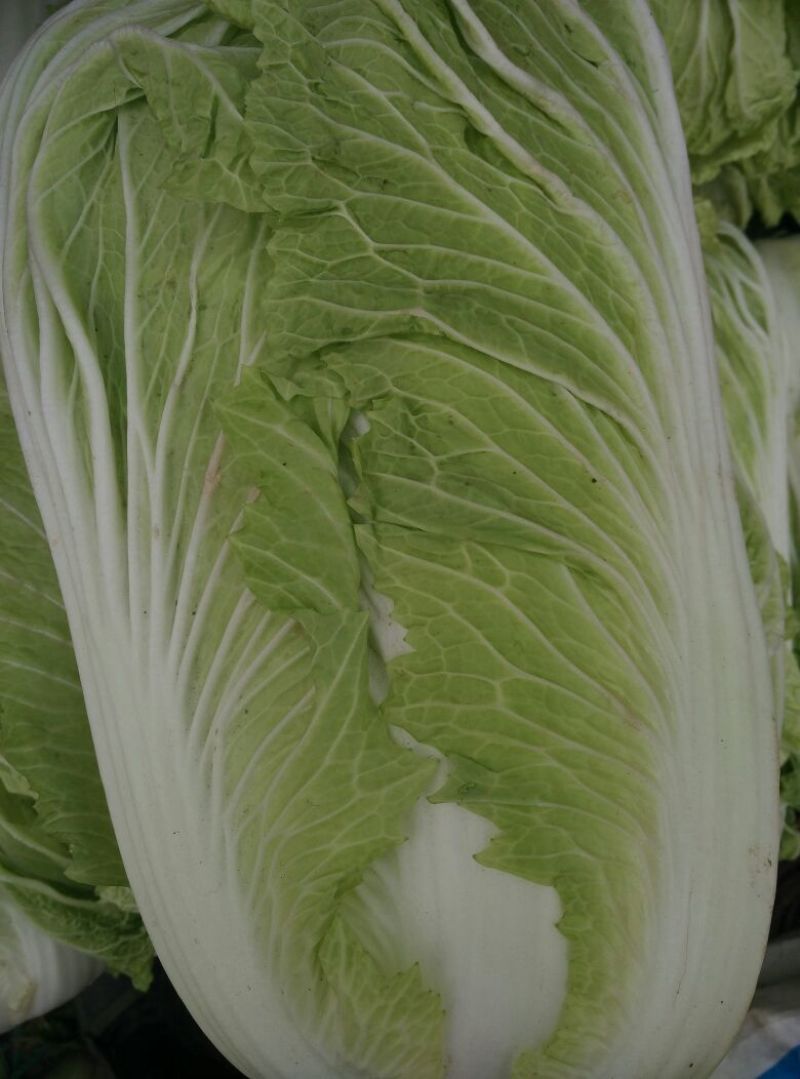 白花菜散装