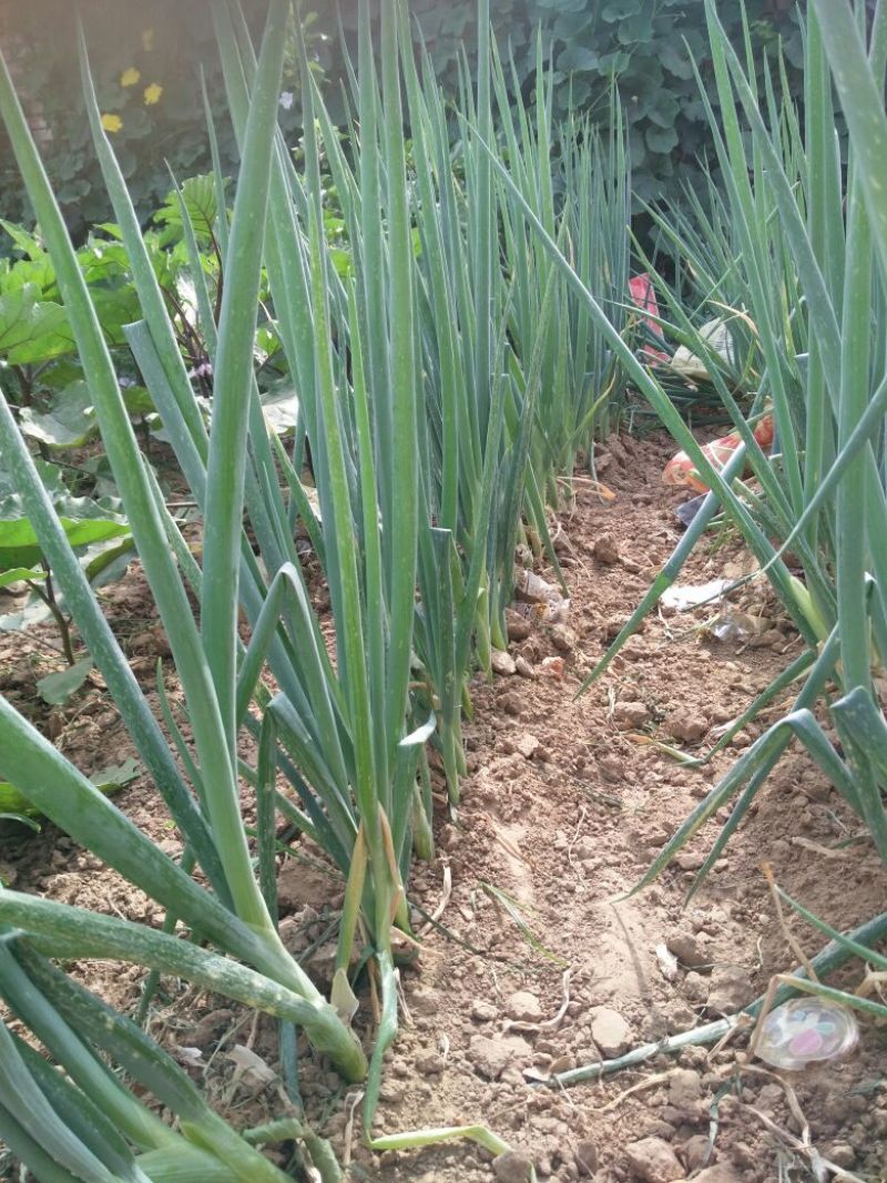 大葱净葱2cm左右