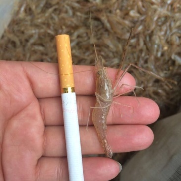 河虾