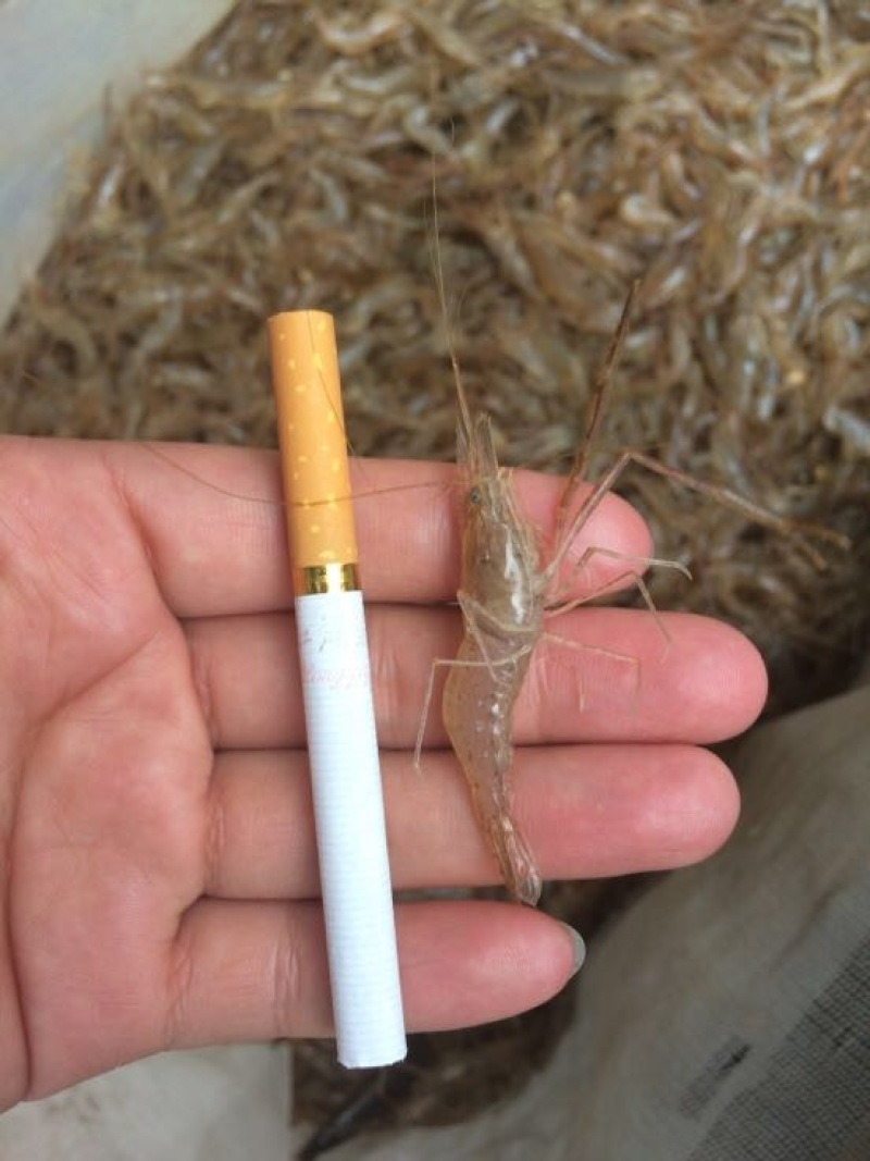 河虾