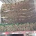 黑叶菠菜35~40厘米