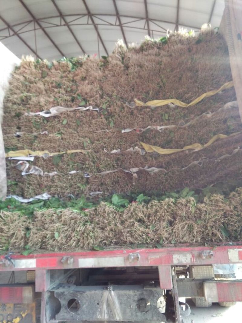 黑叶菠菜35~40厘米