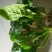 大叶菠菜10~15厘米