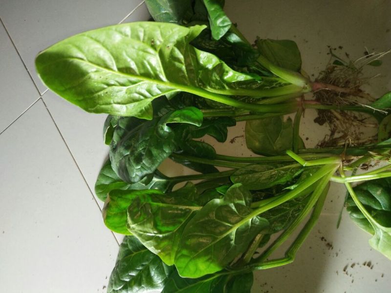 大叶菠菜10~15厘米
