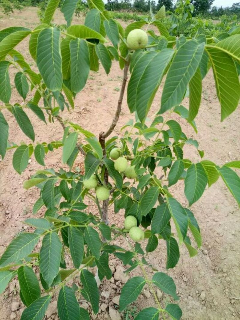 辽核1号核桃苗50~100cm二年苗