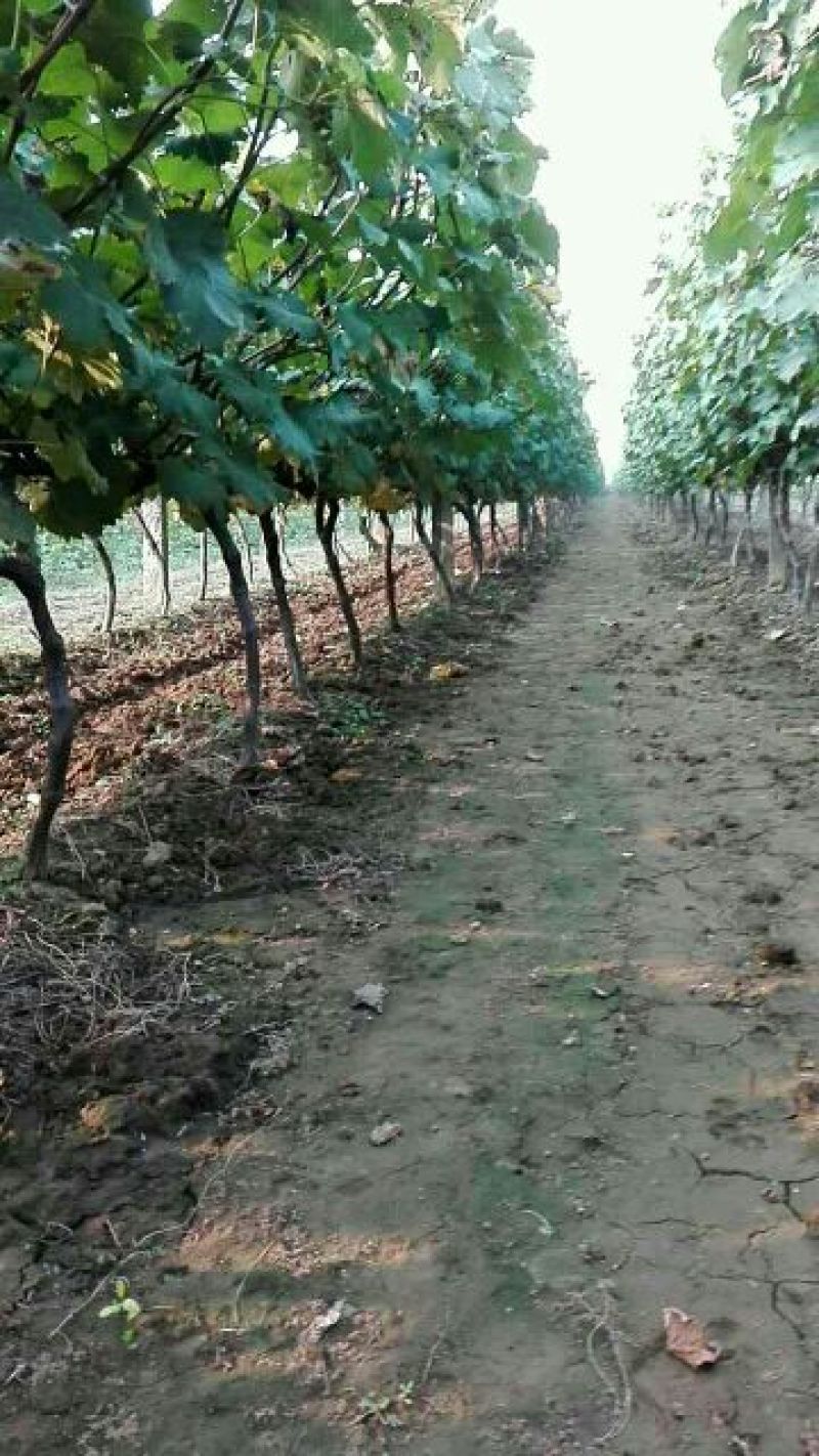 出售3～5厘米占地户太八号葡萄树保证树苗成活率