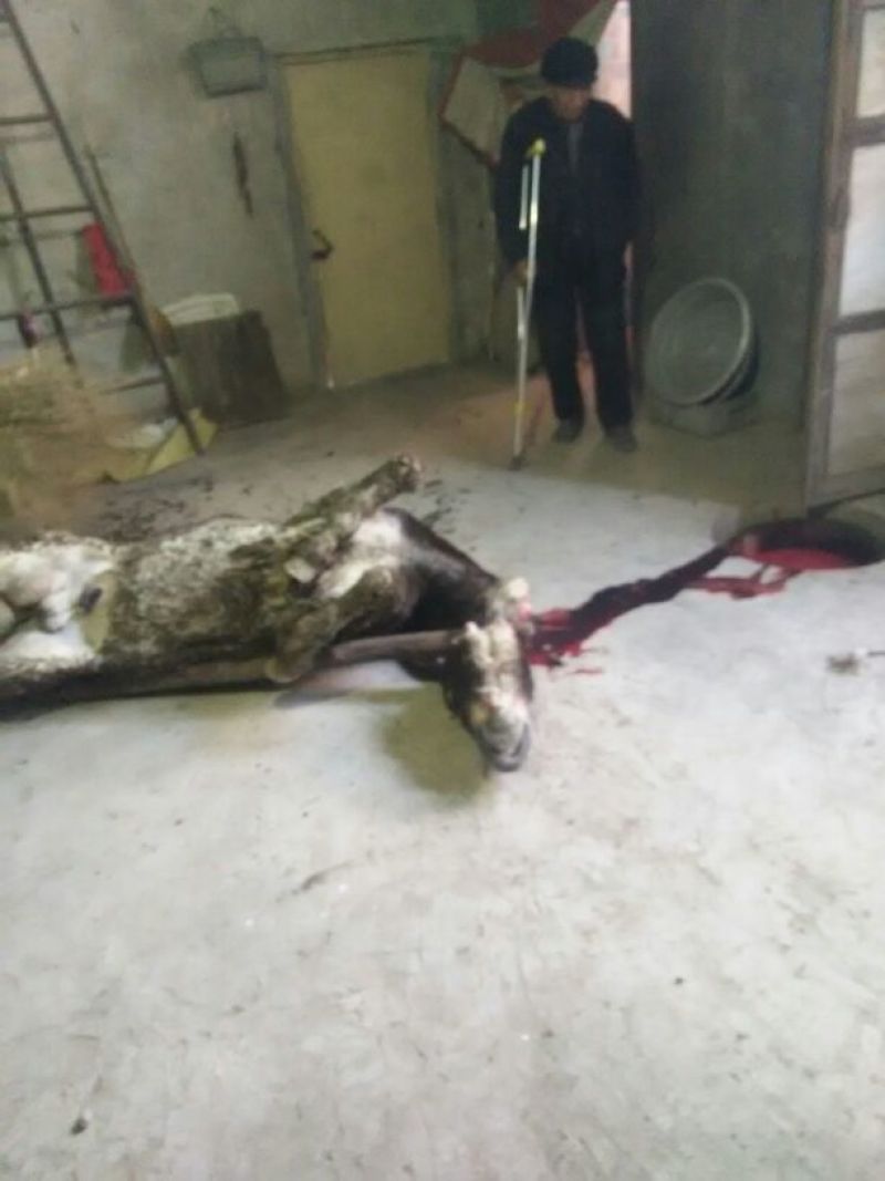 驴肉鲜货