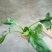 大叶菠菜15~20厘米