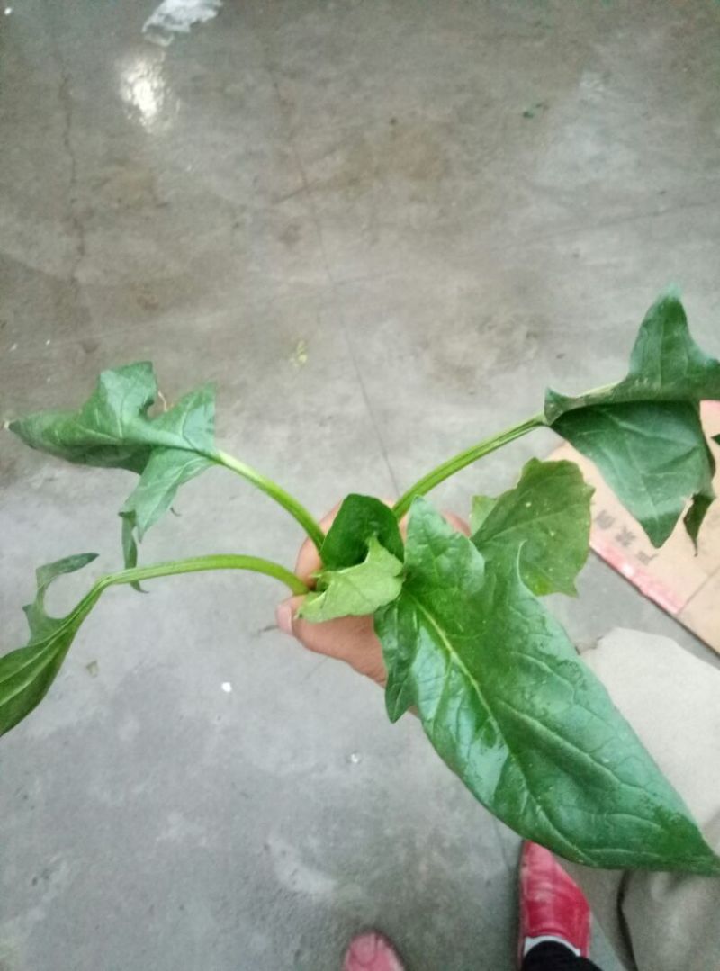 大叶菠菜15~20厘米
