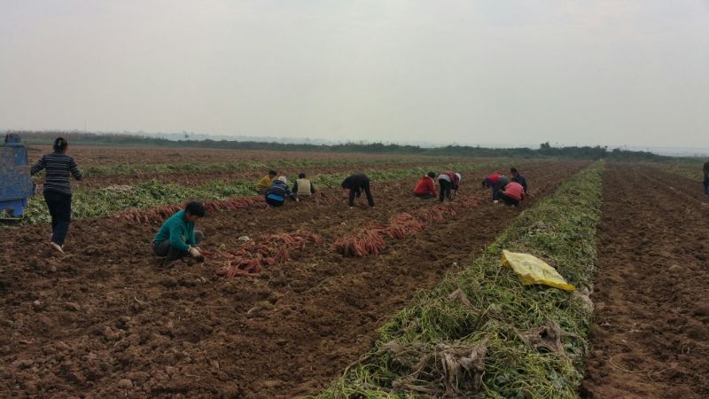 临潼秦薯5号原种高产红薯苗板栗红薯苗红薯苗地瓜苗