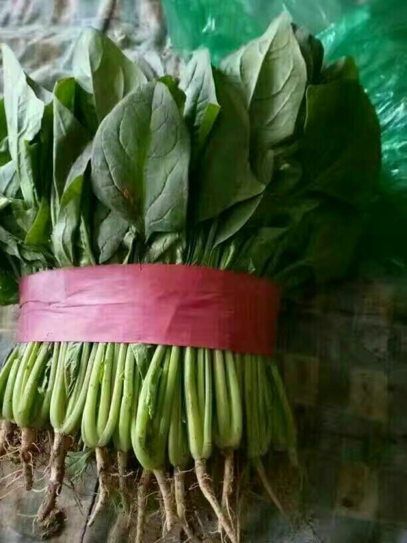 大叶菠菜20~25厘米