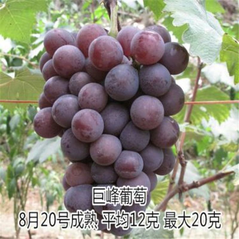 葡萄苗1年110~150cm