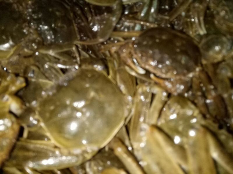 螃蟹食用雄蟹可视频，现场看货