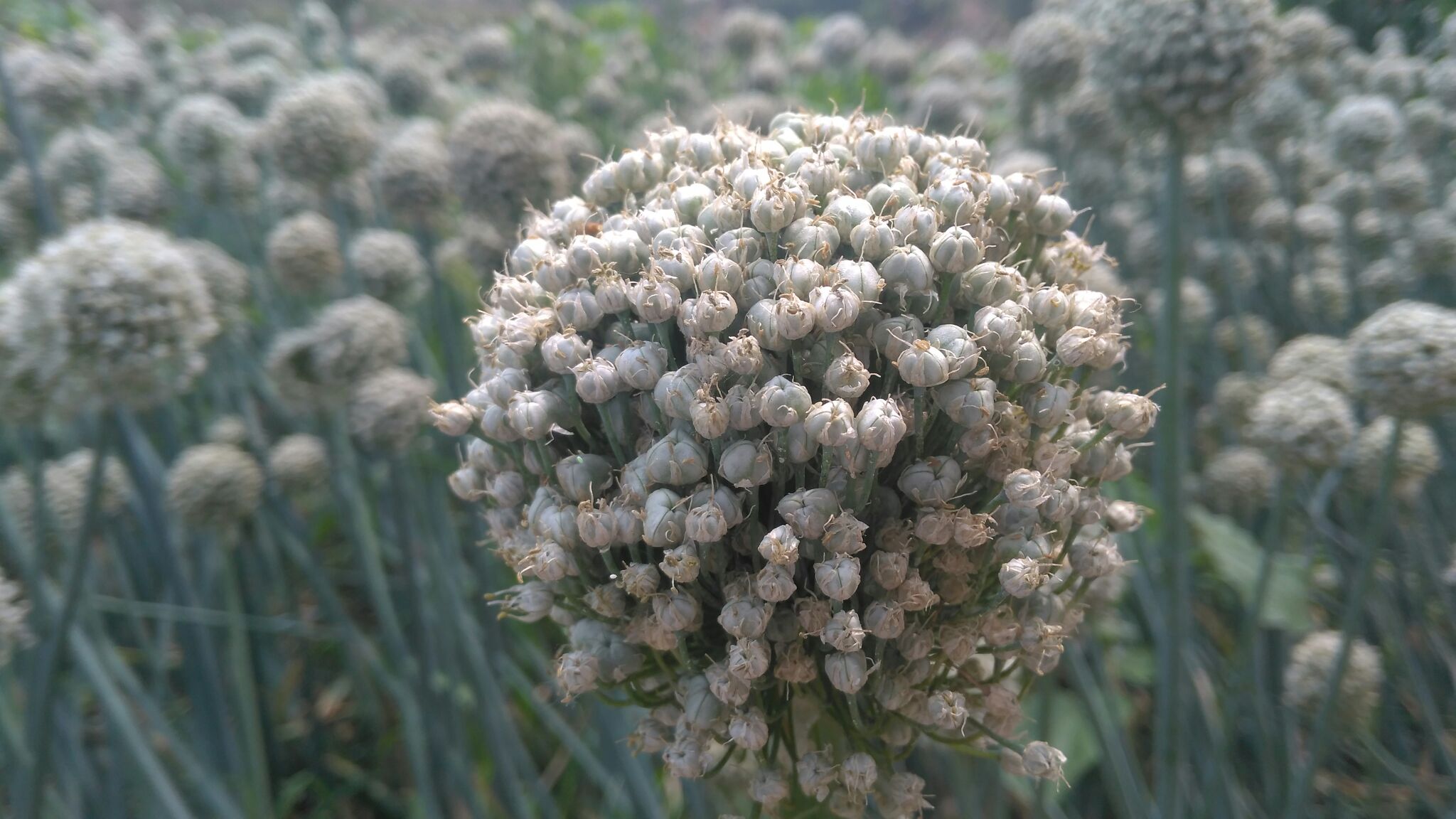 供应红皮洋葱种子|供应红皮洋葱种子,个人