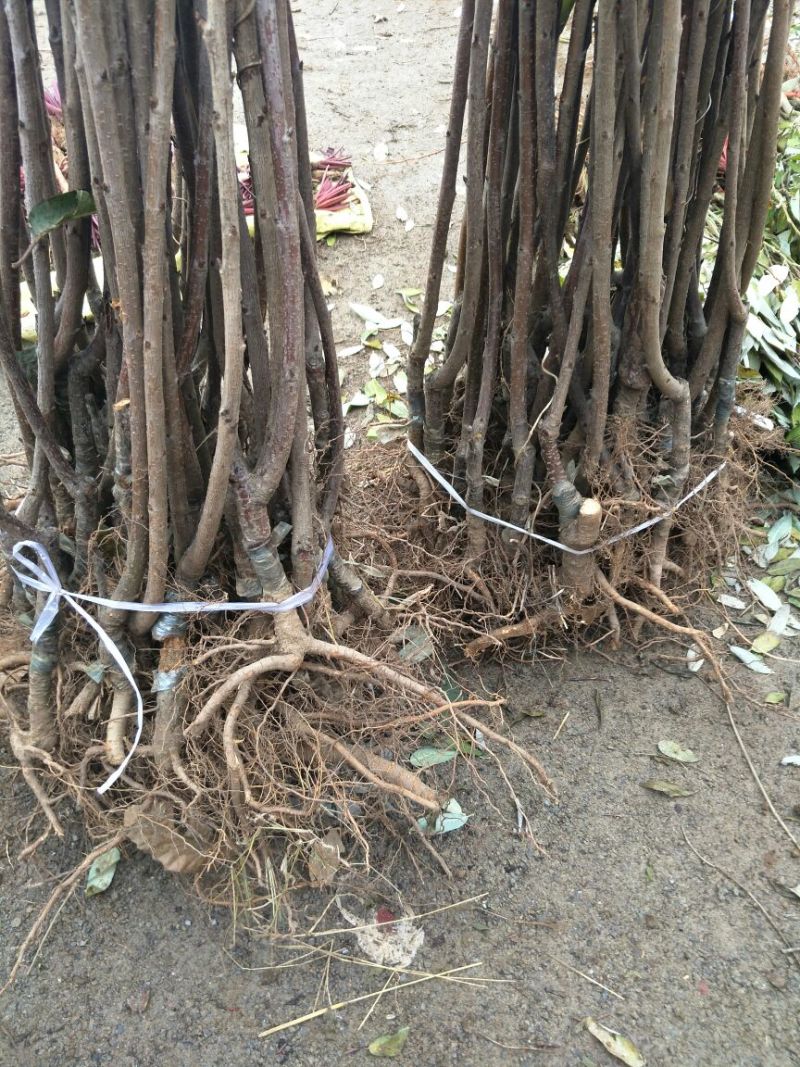 巨峰葡萄苗1年80~110cm