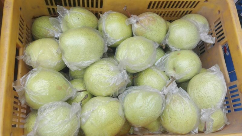 供应膜袋鸭梨河北青鸭梨泊头鸭梨绿鸭梨原产地大量上市中