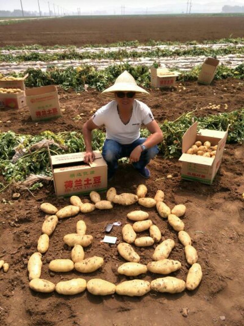 精品土豆山东大棚荷兰十五土豆大量供应量大质优