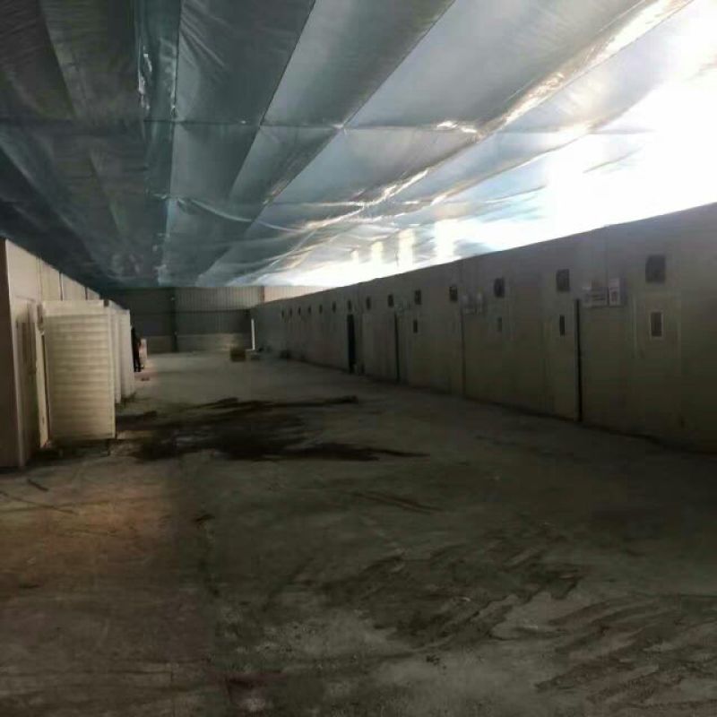 鹅苗250g以下