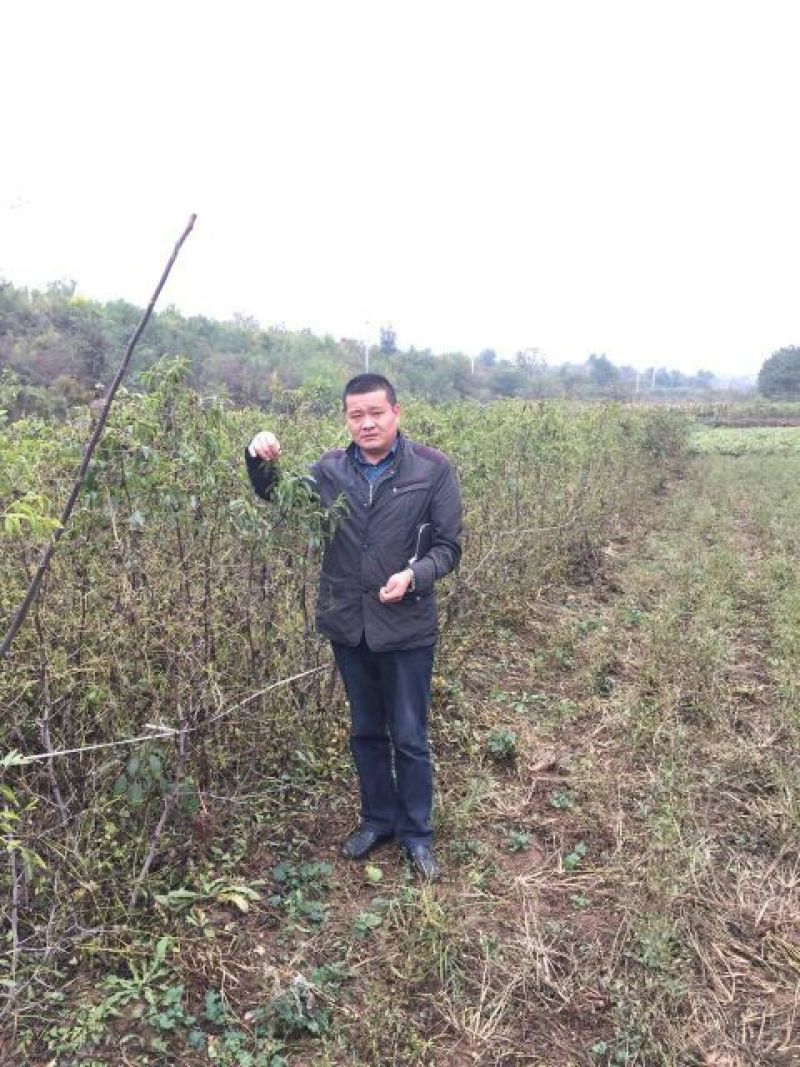 冬枣树苗110cm以上沾化冬枣冬枣好吃基地直
