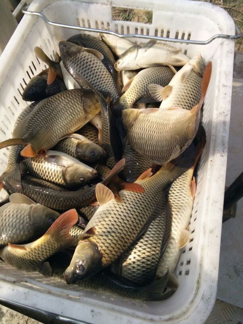 鲤鱼食用0.5~1公斤