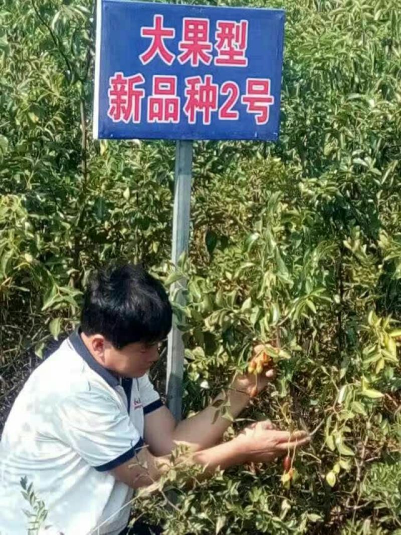 我公司常年供应嫁接枣树种，冬桃苗，紫冠钙果苗，黄李苗