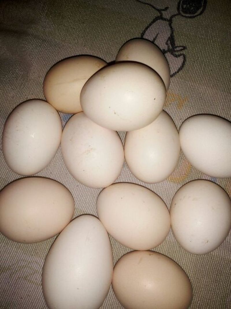 土鸡蛋食用50~60g
