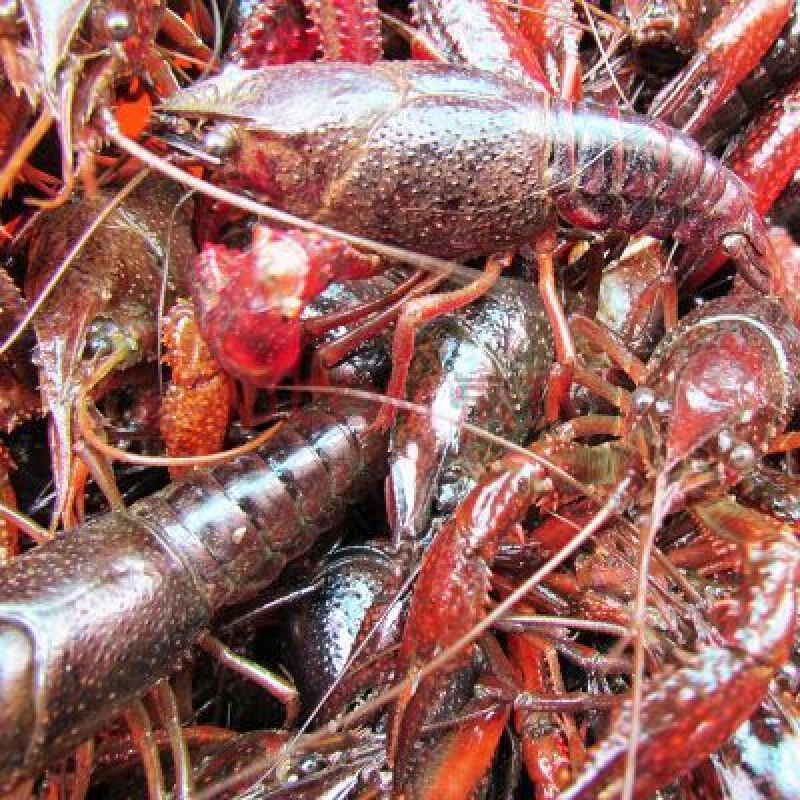 克氏原螯虾食用活虾