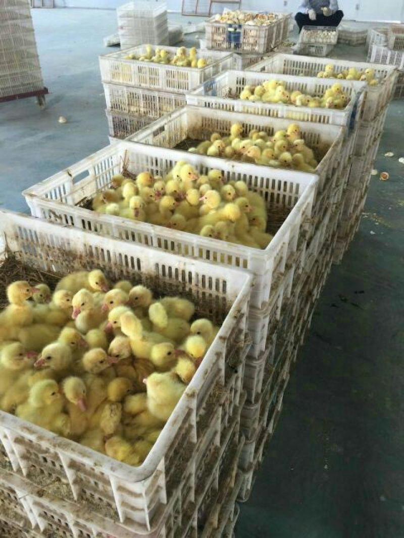 狮头鹅苗250g以下