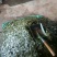 压榨菜籽油一级
