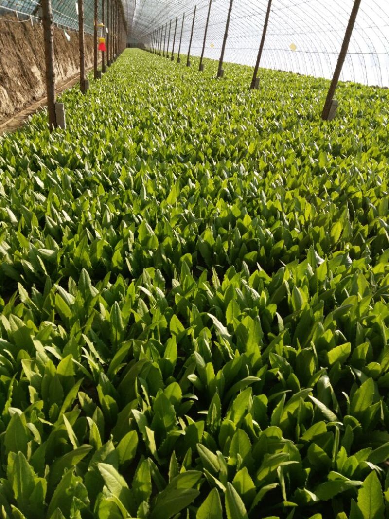 油麦菜30~35厘米以上