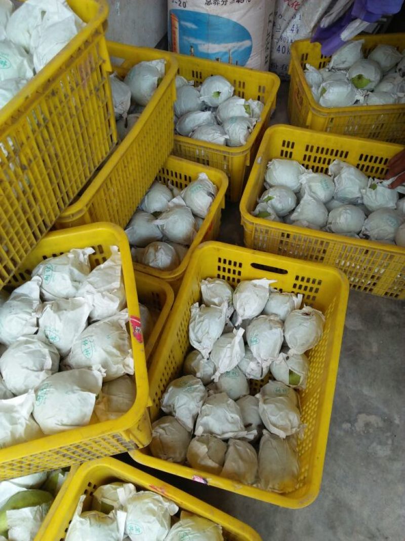 金花梨450~500g纸袋