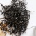 百年大树茶特级