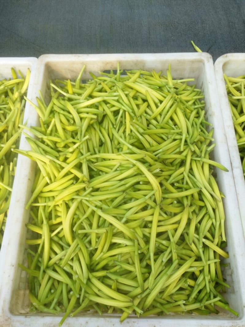 干黄花菜散装一级