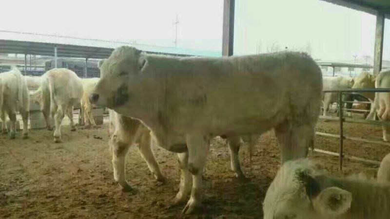 肉牛小牛苗，肉牛犊，育肥牛犊，黄牛犊全国包运货到付款